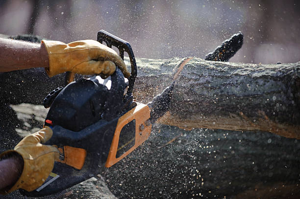 tree removal north shore